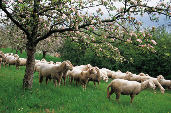 Sheep and Sustainability
